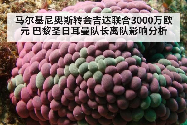马尔基尼奥斯转会吉达联合3000万欧元 巴黎圣日耳曼队长离队影响分析