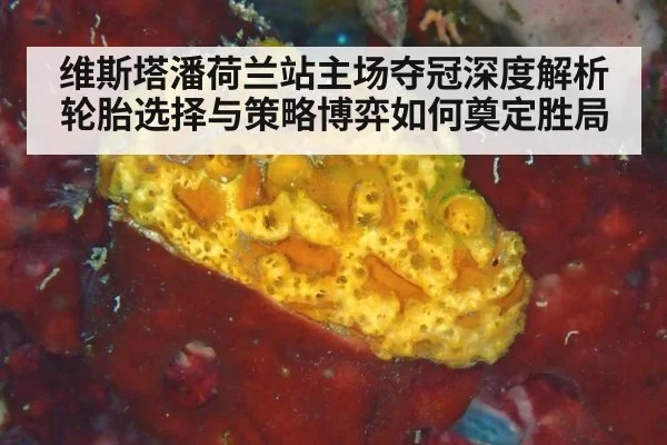 维斯塔潘荷兰站主场夺冠深度解析 轮胎选择与策略博弈如何奠定胜局